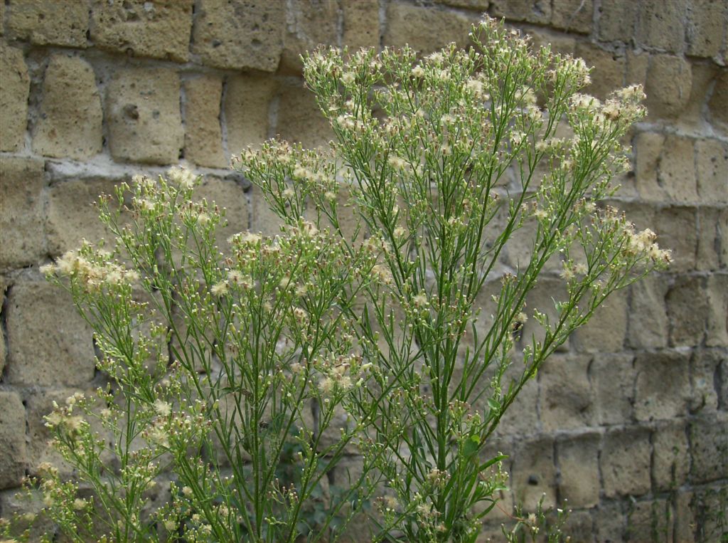 Erigeron canadensis / Saeppola canadese